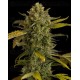 Blue Kush Dinafem autofloreciente