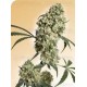 Ed Rosenthal Super Bud Sensi Seeds regular