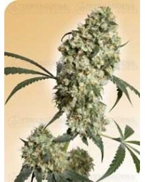 Ed Rosenthal Super Bud Sensi Seeds regular