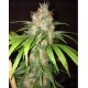 Blue Widow Dinafem