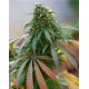 California HashPlant Dinafem