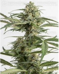 Critical Cheese Dinafem autofloreciente