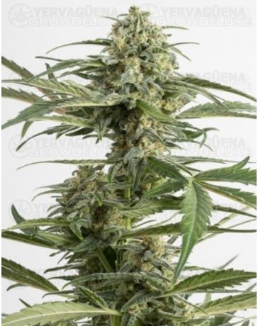 Critical Cheese Dinafem autofloreciente