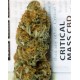 Critical Mass CBD Dinafem