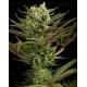 Deep Cheese Dinafem