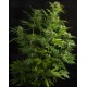 Haze XXL Dinafem autofloreciente