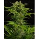 Haze XXL Dinafem autofloreciente