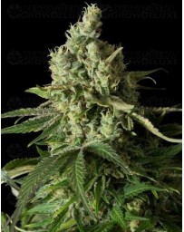 Moby Dick CBD Dinafem