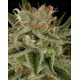 Original Amnesia Dinafem