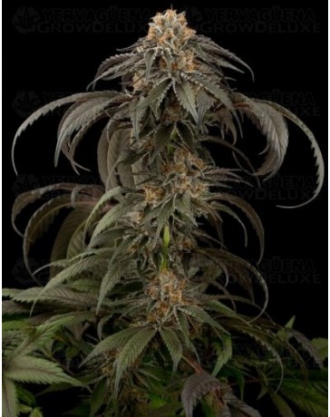 Puple Afghan Kush Dinafem