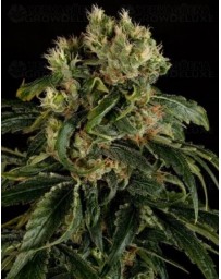 Santa Sativa Dinafem