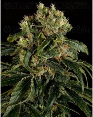 Santa Sativa Dinafem