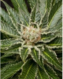 Shark Attack Dinafem