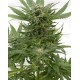 Sour Diesel Dinafem autofloreciente