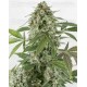 White Widow Dinafem autofloreciente