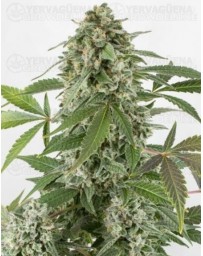 White Widow Dinafem autofloreciente