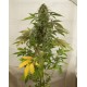 White Widow Dinafem autofloreciente