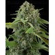 White Widow Dinafem autofloreciente