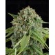 White Widow Dinafem autofloreciente