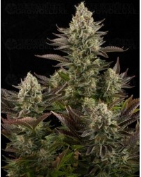 White Widow Dinafem