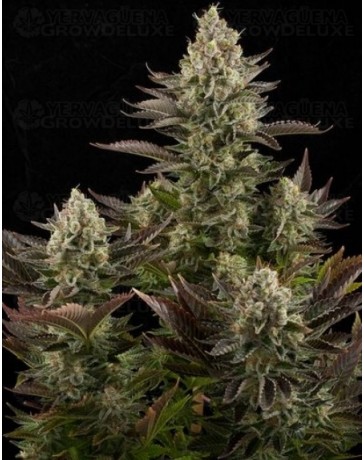 White Widow Dinafem