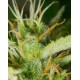 White Widow XXL Dinafem autofloreciente