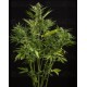 White Widow XXL Dinafem autofloreciente