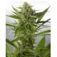 White Widow XXL Dinafem autofloreciente