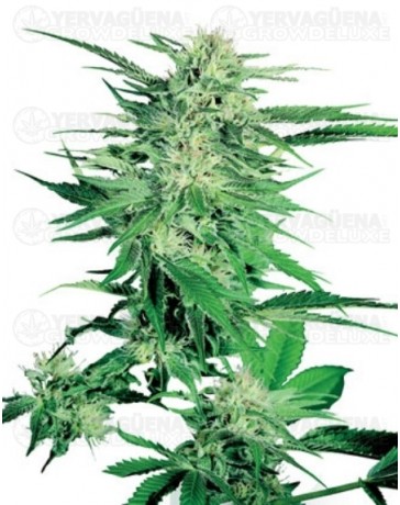 Big Bud Sensi Seeds