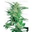 Big Bud Sensi Seeds