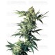 Northern Lights Sensi Seeds