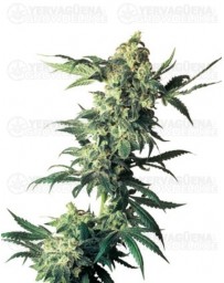 Northern Lights Sensi Seeds