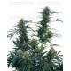 Guerrilla's Gusto Sensi Seeds regular