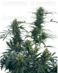 Guerrilla's Gusto Sensi Seeds regular
