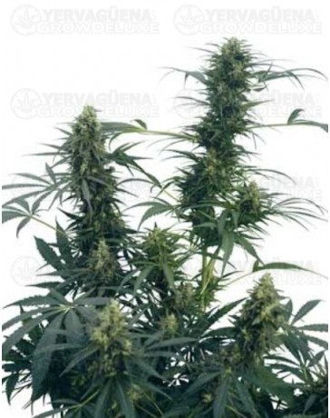 Guerrilla's Gusto Sensi Seeds regular