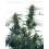Guerrilla's Gusto Sensi Seeds regular