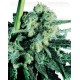 Sensi Skunk Sensi Seeds regular