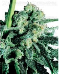 Sensi Skunk Sensi Seeds regular