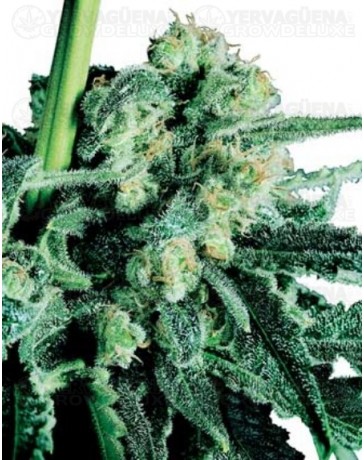 Sensi Skunk Sensi Seeds regular