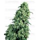 Skunk #1 Sensi Seeds regular