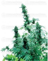 Early Skunk Sensi Seeds regular