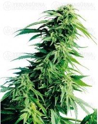 Hindu Kush Sensi Seeds regular