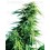 Hindu Kush Sensi Seeds regular