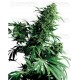 Shiva Shanti Sensi Seeds regular