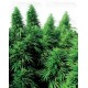 Ruderalis Skunk Sensi Seeds regular