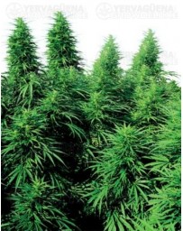 Ruderalis Skunk Sensi Seeds regular