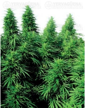 Ruderalis Skunk Sensi Seeds regular