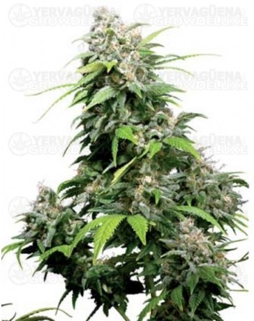 California Indica Sensi Seeds regular