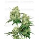 Maple Leaf Indica Sensi Seeds regular