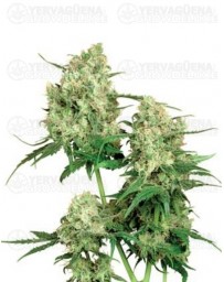 Maple Leaf Indica Sensi Seeds regular